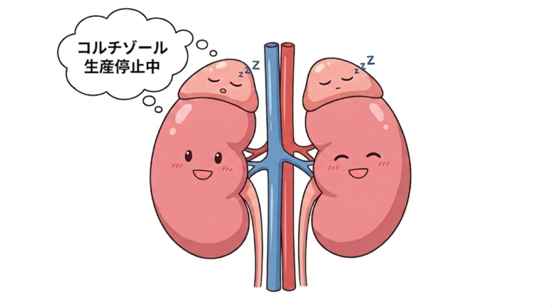 副腎の働きとステロイド減薬時の仕組みを解説したイラスト